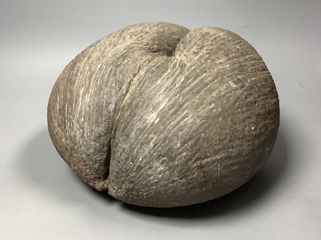 A large coco de mer, collected, gifted by a local minister, Government of Seychelles, 26 x 28cm